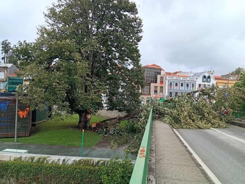 Águeda: Câmara remove árvore junto ao Posto de Turismo por razões de segurança