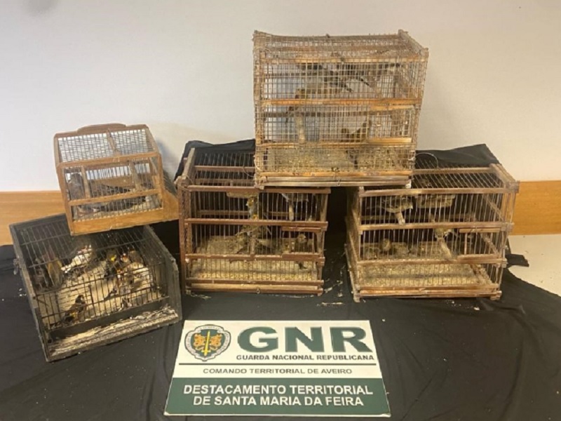 Santa Maria da Feira – Detenção ilícita de 48 aves em cativeiro