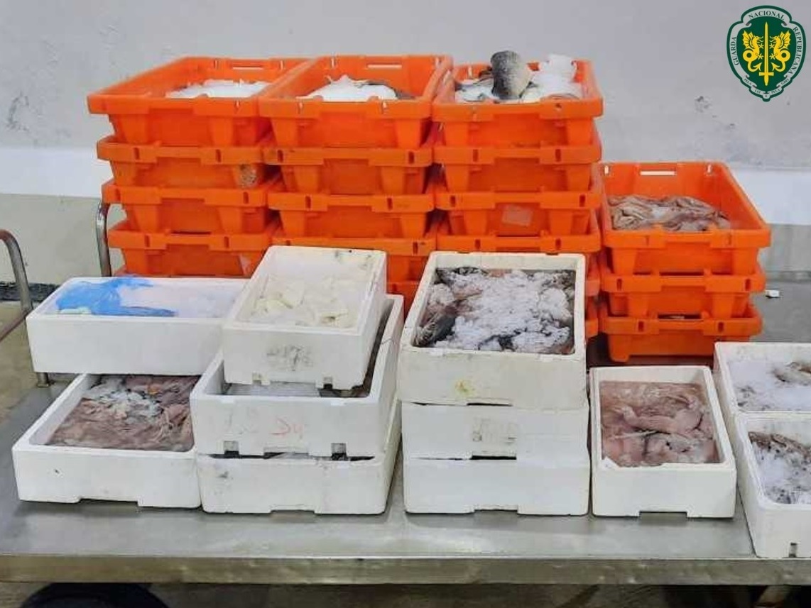 Apreendidos 420 quilos de pescado impróprio para consumo no concelho de Ílhavo