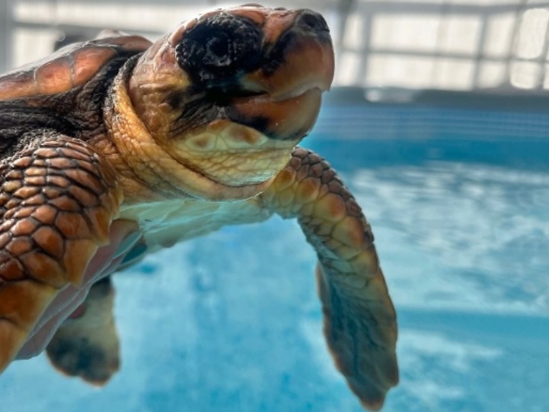 ECOMARE está a reabilitar quatro tartarugas-comuns