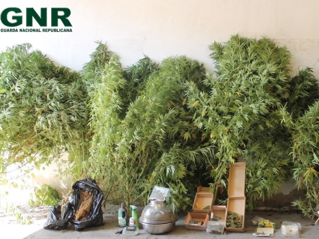 Termo de identidade e residência para homem detido por cultivo de canábis em Salgueiro