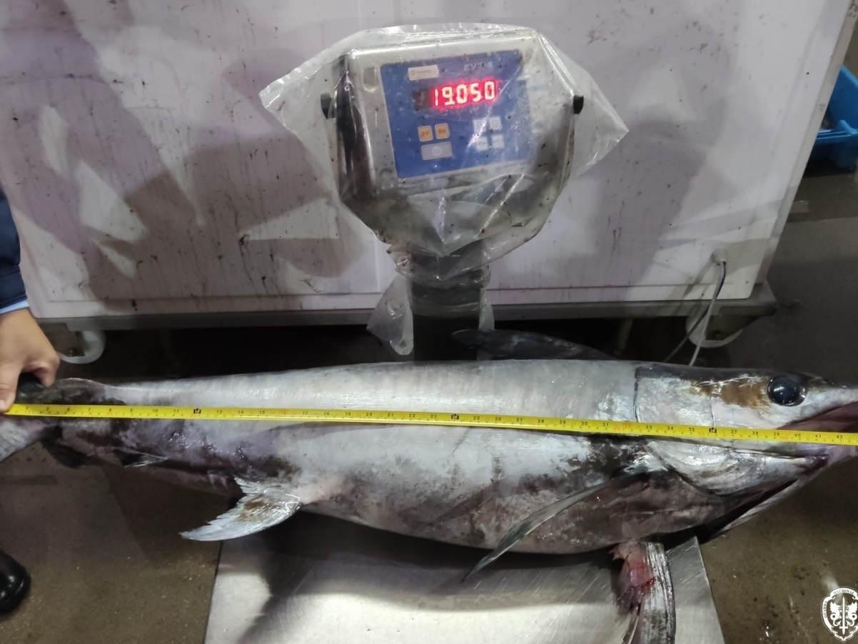 Apreendidos 118 quilos de pescado fresco no Porto de Pesca de Aveiro