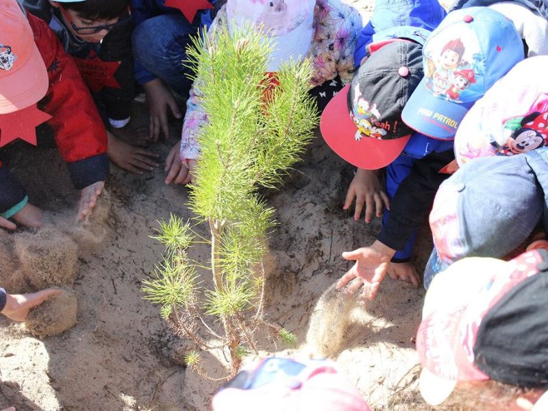 Praia do Areão embelezada com plantação de plátanos