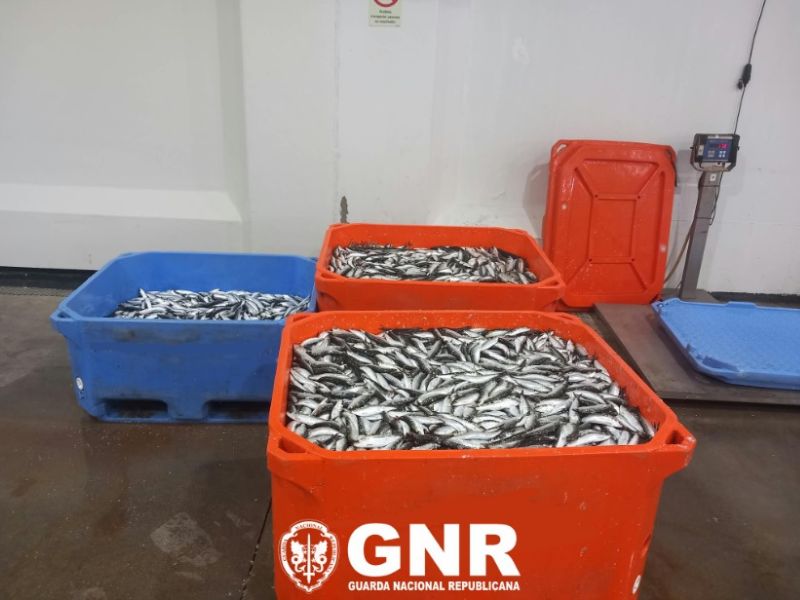 Mestre da embarcação identificado por incumprimento dos limites diários de captura de sardinha
